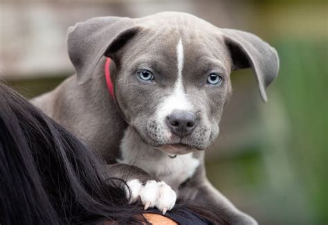 An xxl pitbull does not require much grooming. Blue Nose Pitbull Breed Guide, Facts, Training & Price ...