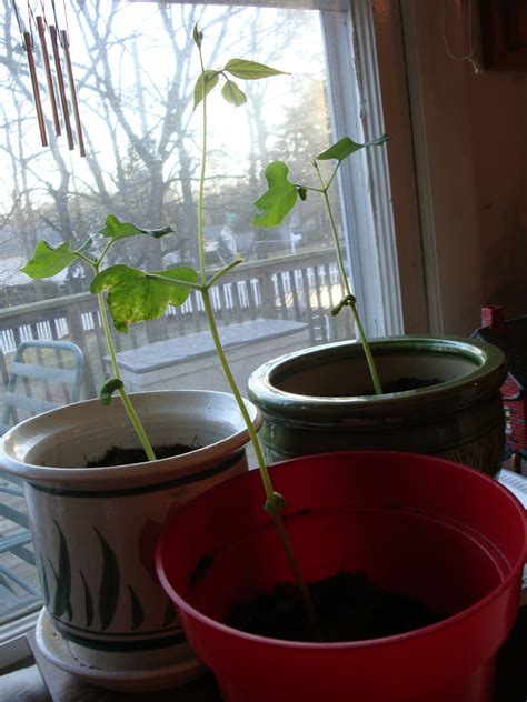 Lima bean (phaseolus lunatus) also commonly known as the butter bean, sieva bean, double bean madagascar bean, chad bean, or wax bean is a legume grown for its edible seeds or beans. HelpingMoms@Home: Growing Lima Bean Plants from Seeds
