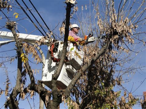 Se desarrolla la poda de arboles