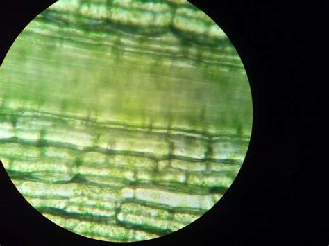 Hydrilla Plant Cells Seen Under A Microscope Biological Science