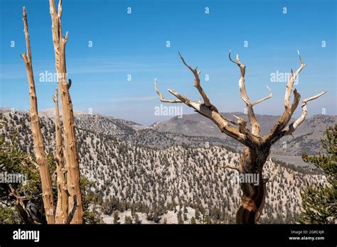 Patriarch Grove Is Home To The Biggest Bristlecone Pine Tree In The