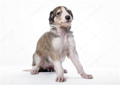 Puppyfinder.com is your source for finding an ideal borzoi puppy for sale in usa. Cute russian borzoi puppy — Stock Photo © ZakharovEvgeny ...