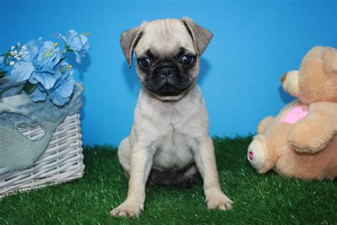 Pug Puppies For Sale - Long Island Puppies