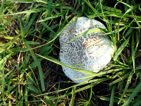 Big White Mushroom Mushroom Hunting And Identification Shroomery
