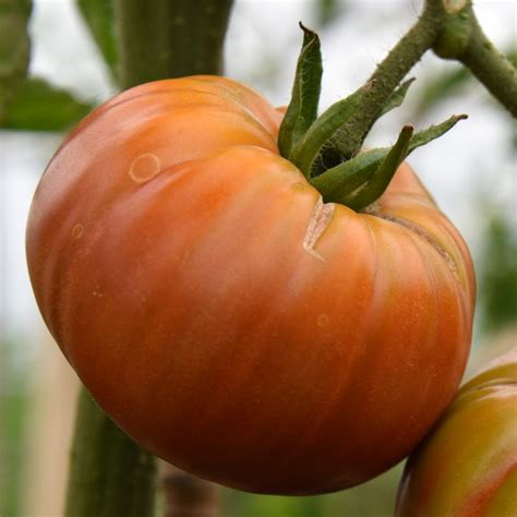 Black From Tula Tomato Seed Solanum Lycopersicum Buy Online