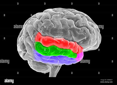 Human Brain With Highlighted Temporal Gyri Illustration Stock Photo