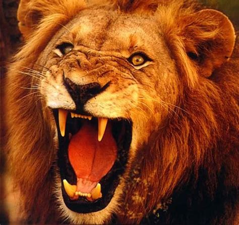 Defeat That Roaring Lion Heres The Joy