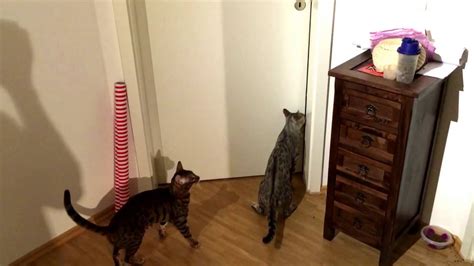 We did not find results for: Bengal Cat opening doors - YouTube