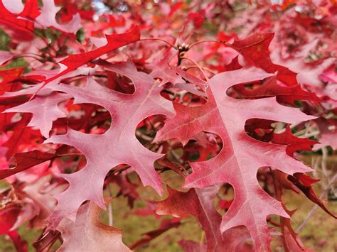 Quercus Rubra Red Oak Jurassicplants Nurseries