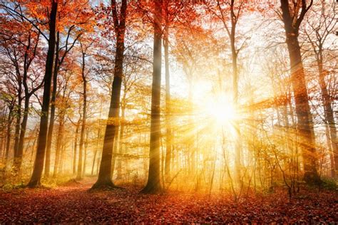 See more ideas about winter warmth, autumn, autumn aesthetic. Газ, отделящ се на слънчева светлина, бори диабета и ...