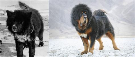 Originating with the nomads of tibet, nepal, china and central asia as a guardian dog, the giant breed tibetan mastiff, as a pet, would be a huge commitment. Tibetan Mastiff vs Sakhalin Husky - Breed Comparison