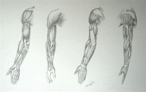Muscles Of An Arm Video Lesson By Drawing Academy Drawing Academy
