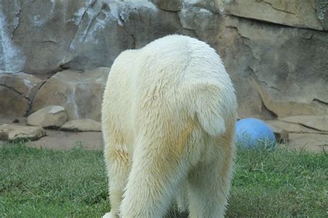 Bear Back End Zoo - Free photo on Pixabay | Animal facts, Polar bear, Bear