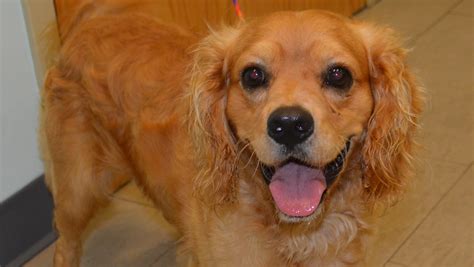 SPCA column: These stories about people helping pets will warm your heart