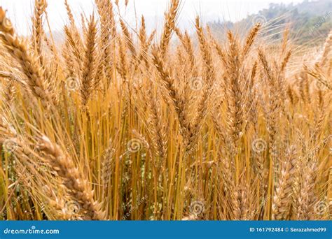 Golden Cornish Barley Crops In A Field Ready For Harvest Stock Photo