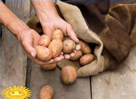 Comment conserver correctement les pommes de terre