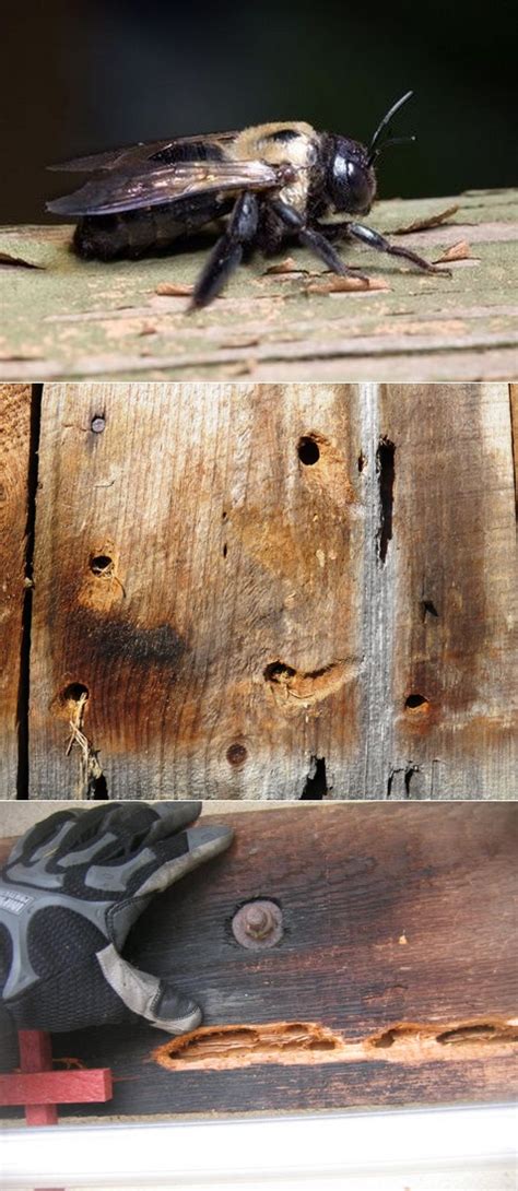 Bumble bees on your property. Homemade Wood Bees Killer Spray