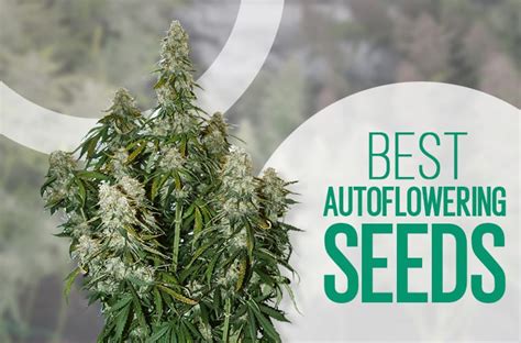 10 Best Autoflower Seeds Cannabis Seeds That Are Easy To Grow And Have