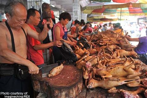 Unstoppable Chinas Dog Meat Festival Underway Newsko