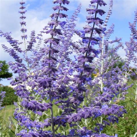 It was first introduced to rhs in 1961 and since late 80´s it has been in cultivation in most of the world with mild climate. Perovskia atriplicifolia 'Blue Spire'