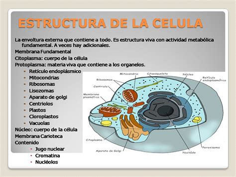 La Estructura De La Celula Y Sus Funciones Dinami Images And Photos