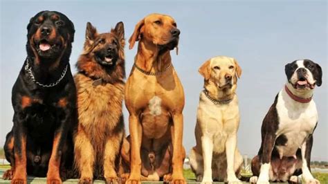 15 Best Guard Dog Breeds For Families With Children Dailypicked