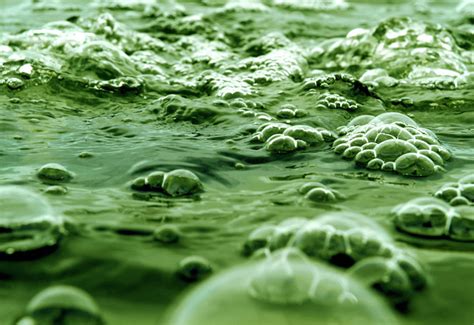 Algae Biofuel Make Biofuel