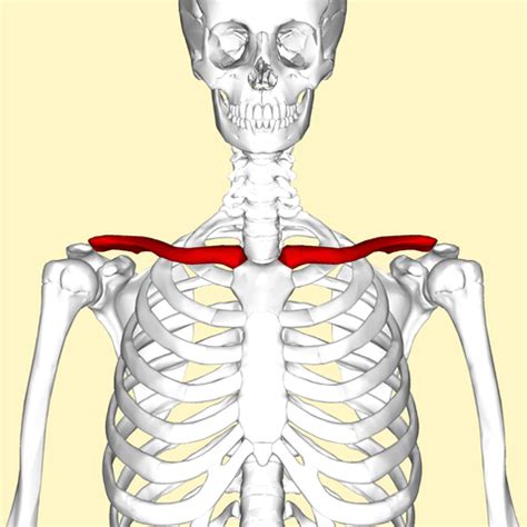 The clavicle (collarbone), the scapula (shoulder blade), and the humerus (upper arm bone) as well as associated muscles, ligaments and tendons. Anatomy of the Shoulder | Lecturio Online Medical Library