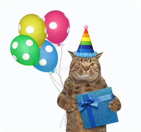 Cat In Birthday Hat Holds Box Stock Photo Image Of Standing Ribbon