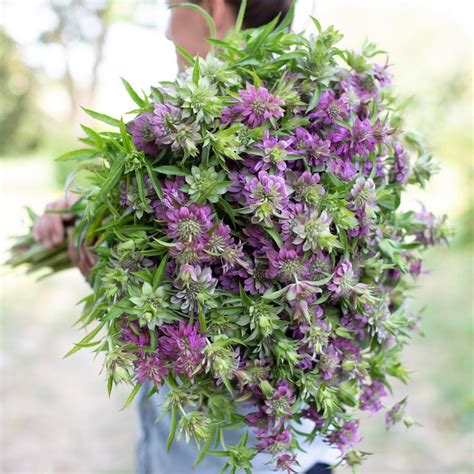 This north american genus (monarda) has several species, all of which share tartly fragrant foliage. Bee Balm Lambada in 2020 | Bee balm, Flower farm, The balm