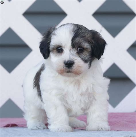 Havachon Puppies For Sale Greenfield Puppies