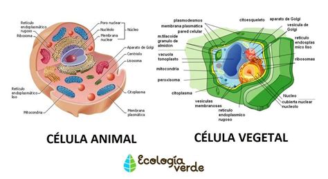Coloca El Nombre De Las Partes De La Celula Animal Y Vegetal Con Su
