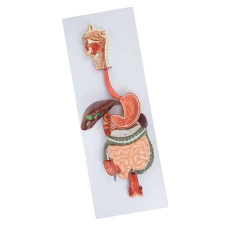 Buy Human Digestive System Model Liver Stomach Anatomy Large Intestine Model Open Organ Model