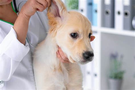 Scabs On Edge Of Dogs Ears Common Causes And What To Do