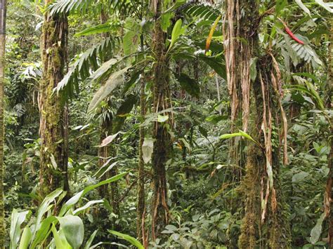 Canopy Amazon Rainforest Plants Save Amazon Rainforest Canopy