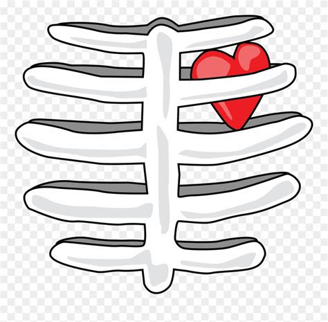Rib Cage With Heart T Shirt Find This At Digitaltshirtshop Clipart