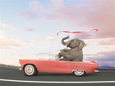 Elephant Car Insurance Number Uk