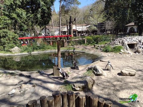 Brillenpinguine Dierenpark Amersfoort Freizeitpark Weltde