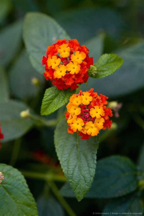 See 3 authoritative translations of flower in spanish with example sentences, conjugations and audio pronunciations. Spanish Flag (Lantana camara) Selective focus close-up ...
