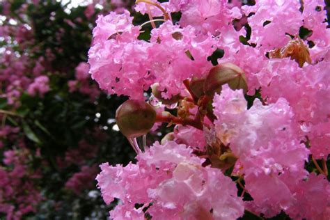 'natchez' is a compact tree with white flowers, but it's not just about the blooms! flowers for flower lovers.: Myrtle flowers pictures.