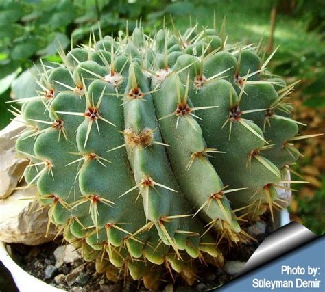 But, by following proper watering, light and temperature conditions, it can be easy. Notocactus buiningii syn: Parodia buiningii