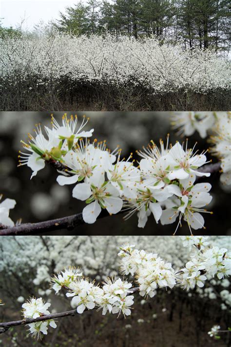 Chickasaw Plum Glen Arboretum