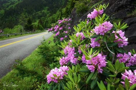 Blue Ridge Parkway In Bloom Rhododendrons Are In Bloom Alo Flickr