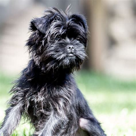 Affenpinscher Dog Breed History And Some Interesting Facts