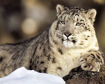 Snow Leopard Wallpapers Cave