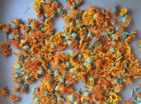 Of course if you're looking to treat a specific condition. How to Make Calendula Cream and the Many Benefits of Pot ...