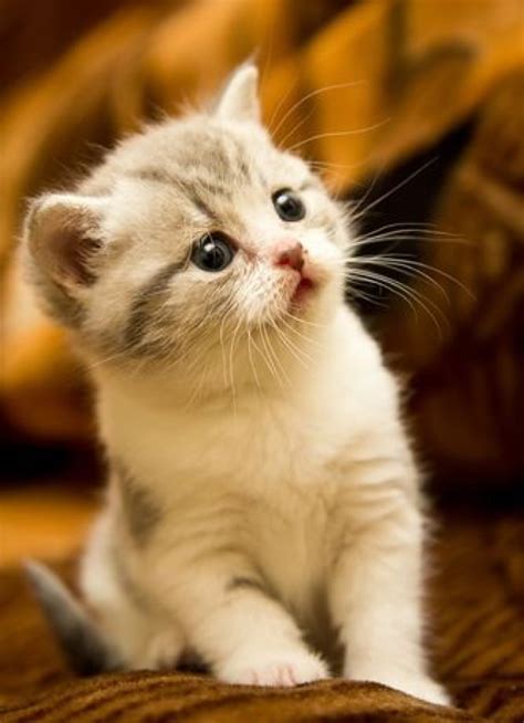 One Cute Kitten 29th February 2016 We Love Cats And Kittens