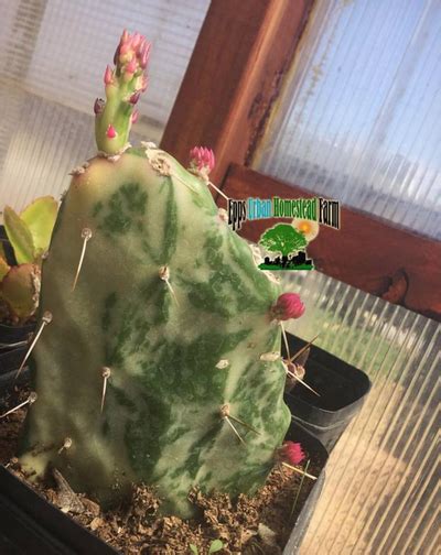 Succulent farm & nursery ~ proudly serving retail and wholesale clientele. CACTUS AND SUCCULENTS - URBAN HOMESTEAD FARM* SUSTAINABLE ...