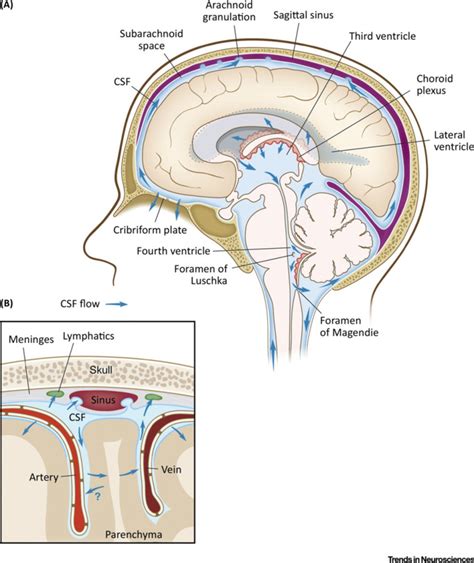 Production And Circulation Of Cerebrospinal Fluid Csf Schematic