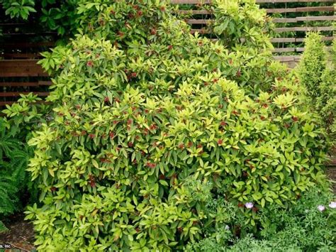 House flipper > general gameplay discussion > detalles del tema. This dependable broad-leaf evergreen shrub, native to the ...